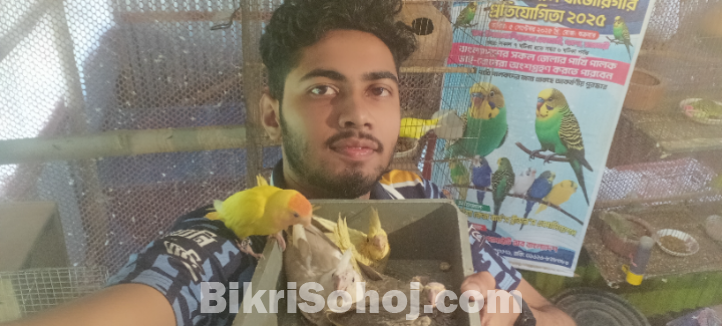 ককাটেল, লাভবার্ড,বাজরিগার